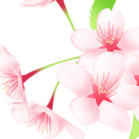 桜の枝 春 無料 イラスト フリー素材 商用可 png