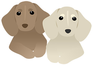 犬 ダックスフント ミニチュアダックス フリー素材 イラスト 冬 正月 干支 戌年 無料 商用可 PNG