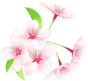 季節のフリー素材 商用利用可 透過png 春 桜 桜餅と桜茶 花見 Plus Free Material