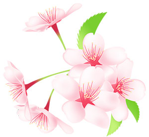 季節のフリー素材 商用利用可 透過png 春 桜 桜餅と桜茶 花見 Plus Free Material